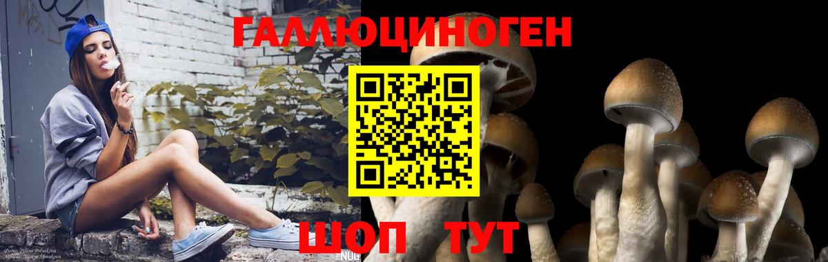 Галлюциногенные грибы Psilocybine cubensis Назарово